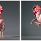 Illustration for article titled Tim Flachs intimate animal portraits reveal natures human side